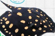 如何饲养玫瑰红虎头龙睛（以宠物为主，从基础知识到饲养技巧全面指导）