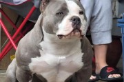 如何合理饲养美国恶霸犬？（掌握这些技巧，让你的宠物更健康快乐）