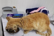 探讨猫掉毛营养不良的治疗方法（了解猫掉毛营养不良的原因及合理药物补充）