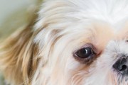 狗狗眼屎多怎么降火？6个方法教你给狗狗降火