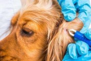 秋冬季宠物可卡驱虫防病指南（用科学方法保护宠物健康）