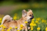 以藏獒常见病的预防和治疗（宠物养护知识全方位掌握）