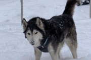 爱斯基摩犬（被这个雪白雪白的宠物萌哭了！）