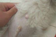 狗狗身上鼓包不容忽视（了解鼓包成因及积液的处理方法）