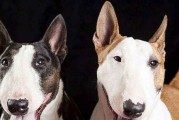 狂放型人最适合养牛头梗——为什么这个宠物犬品种适合狂放型人？（以宠物为主，探讨牛头梗的适合度）