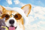 迷人可爱的柯基犬（探寻柯基犬的独特魅力）