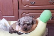 狗狗子宫蓄脓症症状一览（了解宠物的身体变化，及时预防治疗）