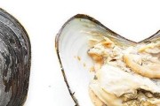 河蚌的主要食物及其重要性（浮游生物是河蚌的主要食物，为其生存发展提供重要支撑）