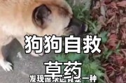 为什么狗要下楼吃草？（探索狗为何会有吃草的行为及其可能的原因）
