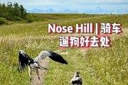 春天遛狗攻略（如何让宠物狗在春季安全健康地出门活动）