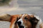 提高宠物苏牧的注意力（打造聪明灵敏的苏牧犬）