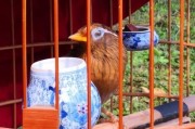 画眉的最佳选择（探索最适合画眉的工具和技巧）