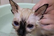 科学安全的猫咪洗澡方法（宠物爱好者必读！了解如何正确给你的猫咪洗澡）
