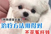 以狗狗肾病综合症为主题的治疗方法（宠物健康的重要性与治疗方法探讨）