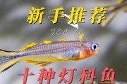 以灯鱼与砂斑鱼混养的养殖技巧（提高产出效益，促进水质稳定）