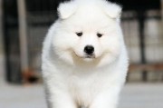 十大要点教你养萨摩耶犬，让它健康快乐成长（关爱你的萨摩耶，从十个方面着手）