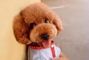 如何帮助泰迪犬克服胆小心理（让您的宠物成为胆子大的勇士）