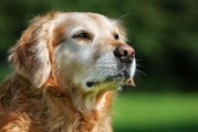 金毛犬的饲养之路（不同环境下的金毛犬饲养心得）