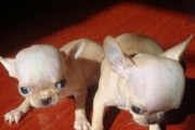 吉娃娃幼犬不喝水怎么办？给吉娃娃幼犬喂水的小技巧