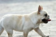 斗牛犬的智商究竟有多高？（探究斗牛犬的聪明程度及其在宠物中的地位）