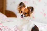 让我们来了解一下蝴蝶犬不能吃的食物（保护宠物健康，注意饮食安全）
