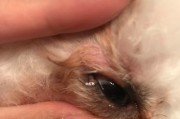 宠物狗眼疾病大揭秘（以狗狗眼睛异常为警示，避免疾病侵袭）