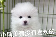 博美宠物的驱虫周期（了解博美驱虫的时间间隔和方法）