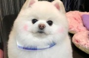 如何鉴定博美犬——从宠物角度出发（15个方法让你轻松识别博美犬真假）