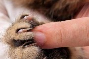 猫咪健康指南（宠物主人必看，如何保证猫咪身体健康）