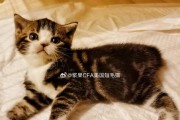 揭秘CFA猫的意义与魅力（探寻CFA猫在金融领域的重要性与影响力）