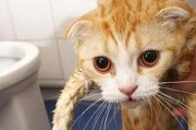 猫咪洗澡五大注意事项（如何正确给猫咪洗澡，避免受伤或过敏？）