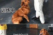 训练狗狗大小便的关键时间点（以正确的时间点训练，让狗狗轻松掌握大小便的规矩）