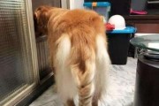 掌握这些技巧让你的金毛犬更健康舒适（掌握这些技巧让你的金毛犬更健康舒适）