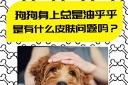 狗皮肤炎患者忌食物品（了解哪些食物会影响狗犬的皮肤健康）