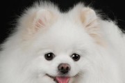 揭秘博美抽搐的真相（探究博美抽搐的病因和治疗方法）