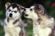 母犬产后发烧，病因及治疗（了解母犬产后发烧的原因和正确治疗方法）