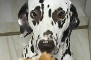 狗狗误食巧克力会引发中毒，甚至导致死亡（怎么预防狗狗误食巧克力？应该如何救治？）
