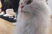 猫咪呼噜声的意义解析（探究猫咪呼噜声的背后原因）