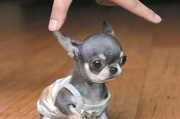 如何科学饲养吉娃娃的春秋季（-宠物犬养护指南）