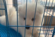如何正确清洗小萨摩耶犬——从头到脚一步步教你（宠物家庭必备小技巧，让你的萨摩耶犬闪闪发亮）