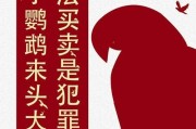 折衷鹦鹉饲养全攻略（打造温馨和谐的折衷鹦鹉家庭）