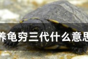 代养宠物（忙碌人士的最佳选择，关爱无处不在）
