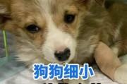 细小好了犬的喂养指南（以狗得细小好了如何选择适合的饮食和饮水）