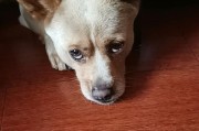 狗狗怕热的表现及降温方法（为你的狗狗提供清凉与舒适）