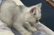 新手养猫必看！如何让小猫咪不再一直叫？（以宠物为主，新手必备！小猫咪到家后一直叫怎么办？）