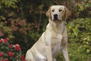探秘卷毛巡回猎犬（以特征标准为基础，解读这种适合作为宠物的犬种）