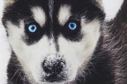 探秘哈士奇雪橇犬头部结构（以宠物为主，解读哈士奇头部神秘之处）
