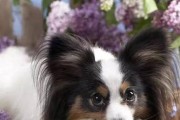以库瓦斯犬为宠物的饲养方法（从喂食到训练，全方位呵护你的犬友）