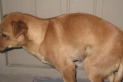 狗产后缺钙的症状及预防措施（了解狗产后缺钙，呵护母犬健康）