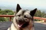 挪威猎犬的饮食禁忌（15种不宜食用的食物，以宠物健康为主）